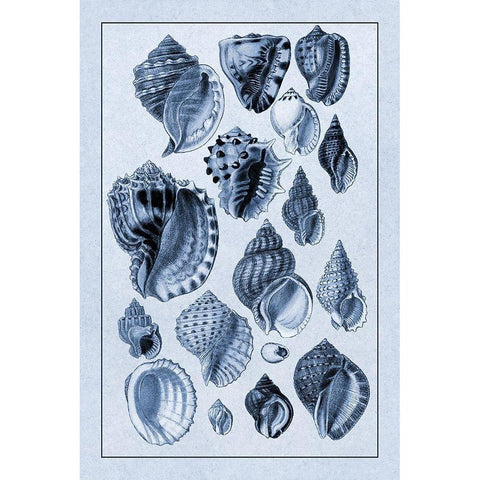 Shells: Purpurifera (Blue) Black Modern Wood Framed Art Print by Sowerby, G.B.