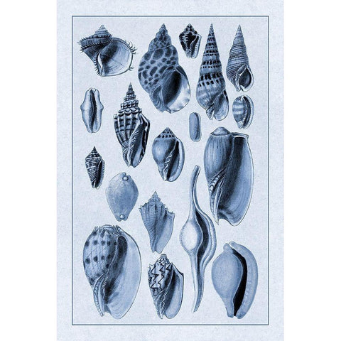 Shells: Trachelipoda #6 (Blue) Black Modern Wood Framed Art Print with Double Matting by Sowerby, G.B.