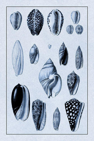Shells: Convoltae and Orthocerata (Blue) White Modern Wood Framed Art Print with Double Matting by Sowerby, G.B.