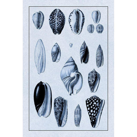 Shells: Convoltae and Orthocerata (Blue) Black Modern Wood Framed Art Print by Sowerby, G.B.