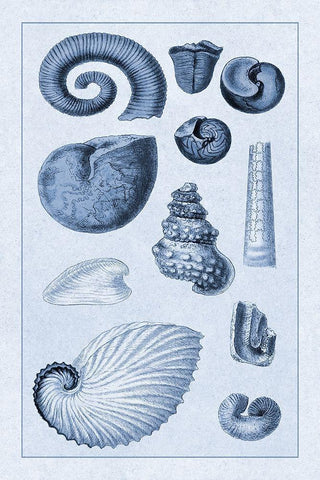 Shells: Ammonacea (Blue) Black Ornate Wood Framed Art Print with Double Matting by Sowerby, G.B.