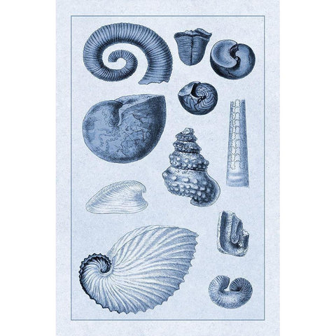 Shells: Ammonacea (Blue) Gold Ornate Wood Framed Art Print with Double Matting by Sowerby, G.B.