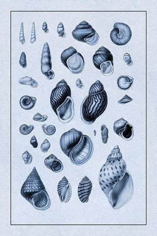 Shells: Sessile Cirripedes #2 (Blue) Black Ornate Wood Framed Art Print with Double Matting by Sowerby, G.B.
