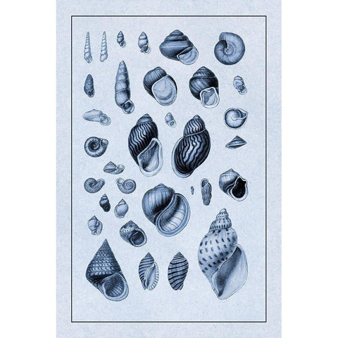 Shells: Sessile Cirripedes #2 (Blue) Black Modern Wood Framed Art Print by Sowerby, G.B.
