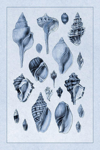 Shells: Sessile Cirripedes #3 (Blue) Black Ornate Wood Framed Art Print with Double Matting by Sowerby, G.B.