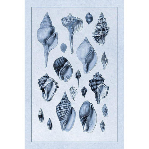 Shells: Sessile Cirripedes #3 (Blue) Black Modern Wood Framed Art Print with Double Matting by Sowerby, G.B.
