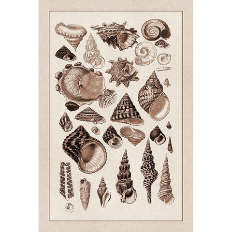Shells: Trachelipoda #3 (Sepia) Gold Ornate Wood Framed Art Print with Double Matting by Sowerby, G.B.