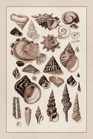 Shells: Trachelipoda #3 (Sepia) Black Ornate Wood Framed Art Print with Double Matting by Sowerby, G.B.