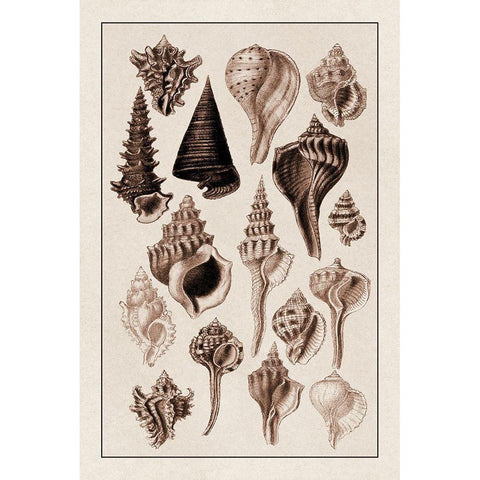 Shells: Trachelipoda #4 (Sepia) Black Modern Wood Framed Art Print with Double Matting by Sowerby, G.B.