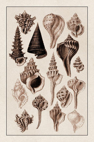 Shells: Trachelipoda #4 (Sepia) Black Ornate Wood Framed Art Print with Double Matting by Sowerby, G.B.