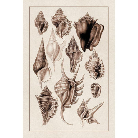 Shells: Trachelipoda #5 (Sepia) Gold Ornate Wood Framed Art Print with Double Matting by Sowerby, G.B.