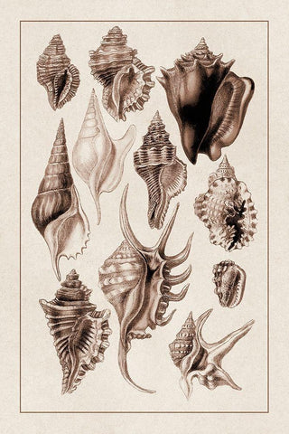 Shells: Trachelipoda #5 (Sepia) Black Ornate Wood Framed Art Print with Double Matting by Sowerby, G.B.