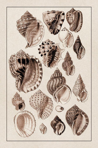 Shells: Purpurifera (Sepia) Black Ornate Wood Framed Art Print with Double Matting by Sowerby, G.B.