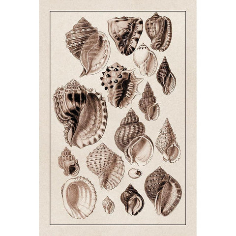Shells: Purpurifera (Sepia) Black Modern Wood Framed Art Print by Sowerby, G.B.