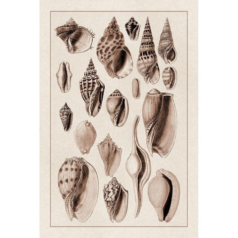 Shells: Trachelipoda #6 (Sepia) Black Modern Wood Framed Art Print with Double Matting by Sowerby, G.B.