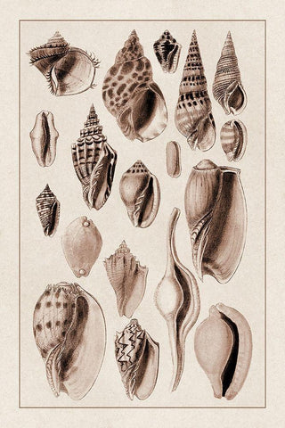 Shells: Trachelipoda #6 (Sepia) White Modern Wood Framed Art Print with Double Matting by Sowerby, G.B.