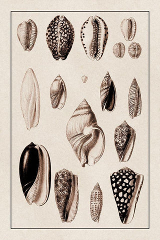 Shells: Convoltae and Orthocerata (Sepia) White Modern Wood Framed Art Print with Double Matting by Sowerby, G.B.