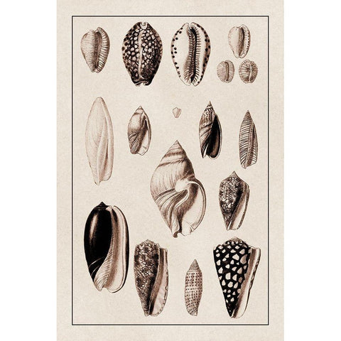 Shells: Convoltae and Orthocerata (Sepia) Black Modern Wood Framed Art Print by Sowerby, G.B.