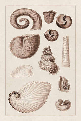Shells: Ammonacea (Sepia) Black Ornate Wood Framed Art Print with Double Matting by Sowerby, G.B.