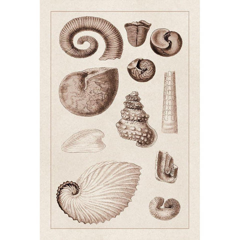 Shells: Ammonacea (Sepia) Black Modern Wood Framed Art Print by Sowerby, G.B.