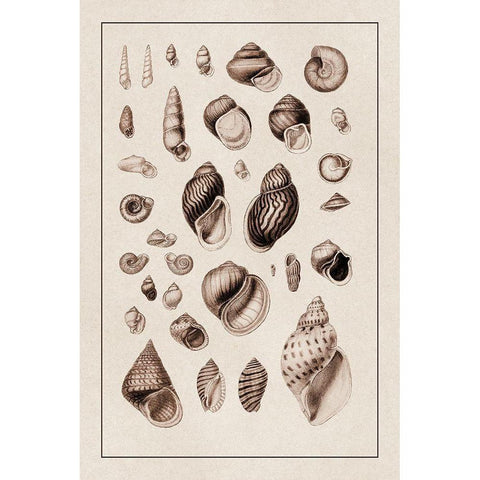 Shells: Sessile Cirripedes #2 (Sepia) Gold Ornate Wood Framed Art Print with Double Matting by Sowerby, G.B.