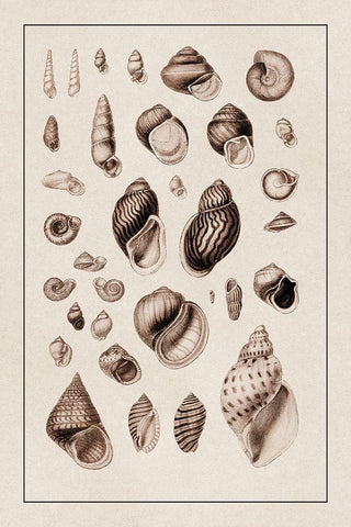 Shells: Sessile Cirripedes #2 (Sepia) White Modern Wood Framed Art Print with Double Matting by Sowerby, G.B.