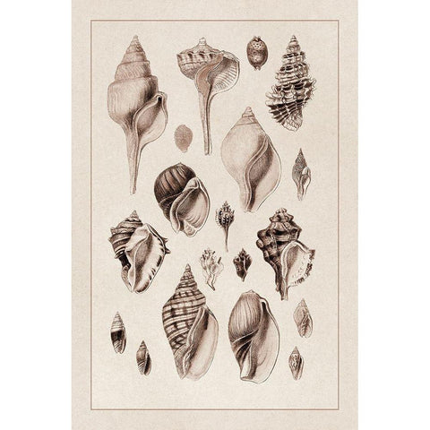 Shells: Sessile Cirripedes #3 (Sepia) Black Modern Wood Framed Art Print with Double Matting by Sowerby, G.B.