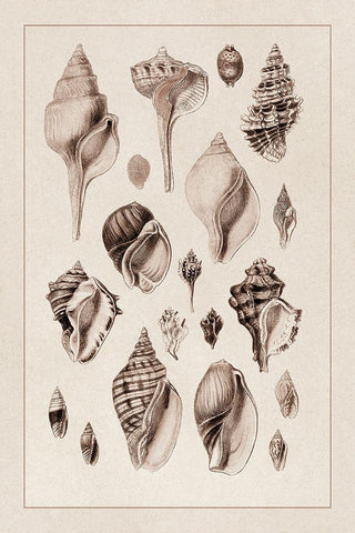 Shells: Sessile Cirripedes #3 (Sepia) Black Ornate Wood Framed Art Print with Double Matting by Sowerby, G.B.