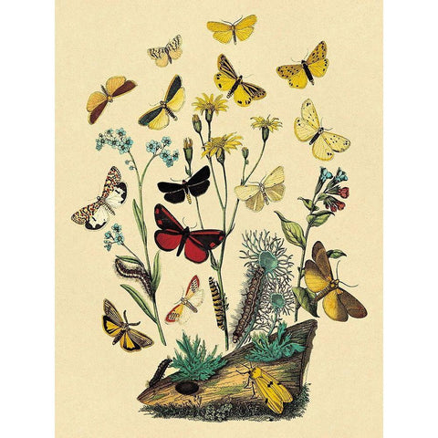 Moths: C. Miniata, S. Aurita, et al. Black Modern Wood Framed Art Print with Double Matting by Kirby, W. F.