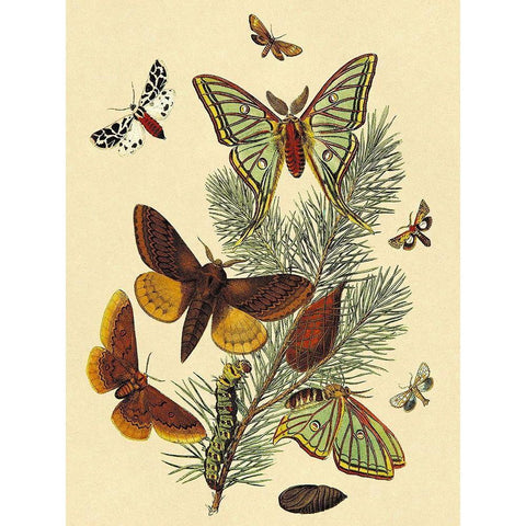 Moths: E. Pudica, E. Pantheria, S. Caecigena, L. Lineosa White Modern Wood Framed Art Print by Kirby, W. F.