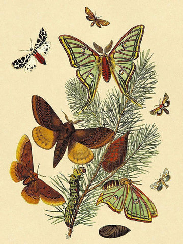 Moths: E. Pudica, E. Pantheria, S. Caecigena, L. Lineosa White Modern Wood Framed Art Print with Double Matting by Kirby, W. F.