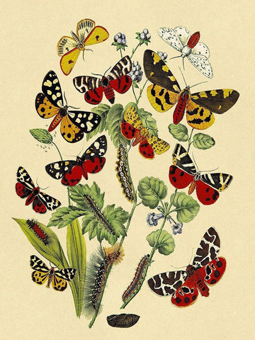 Moths: N. Plantaginis, A. Purpurea, et al. Black Ornate Wood Framed Art Print with Double Matting by Kirby, W. F.