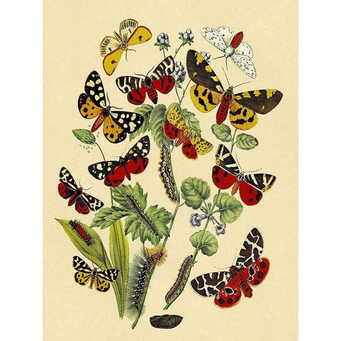 Moths: N. Plantaginis, A. Purpurea, et al. Gold Ornate Wood Framed Art Print with Double Matting by Kirby, W. F.