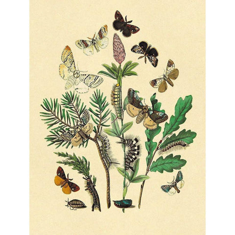 Moths: O. Gonostigma, D. Pudibunda, et al. Black Modern Wood Framed Art Print by Kirby, W. F.