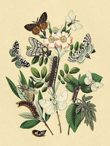 Moths: L. Salicis, O. Dispar, et al. Black Ornate Wood Framed Art Print with Double Matting by Kirby, W. F.
