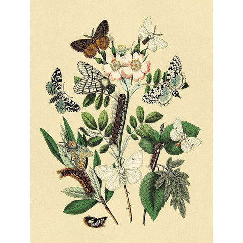 Moths: L. Salicis, O. Dispar, et al. Black Modern Wood Framed Art Print by Kirby, W. F.