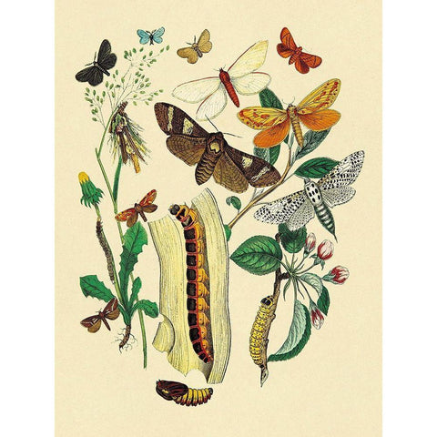 Moths: C. Ligniperda, Z. Aesculi, et al. White Modern Wood Framed Art Print by Kirby, W. F.