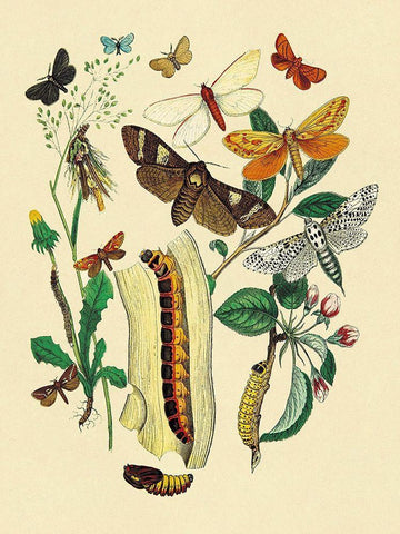 Moths: C. Ligniperda, Z. Aesculi, et al. White Modern Wood Framed Art Print with Double Matting by Kirby, W. F.