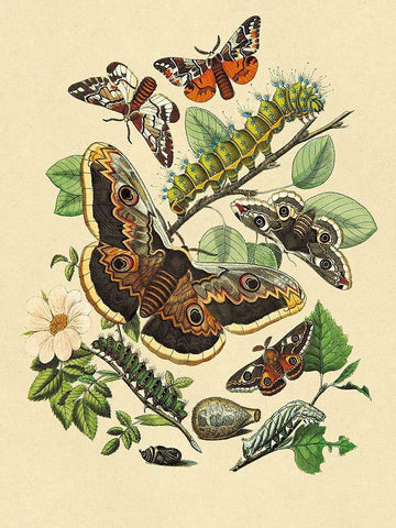 Moths: E. Versicolora, S. Pyri, S. Carpini Black Ornate Wood Framed Art Print with Double Matting by Kirby, W. F.