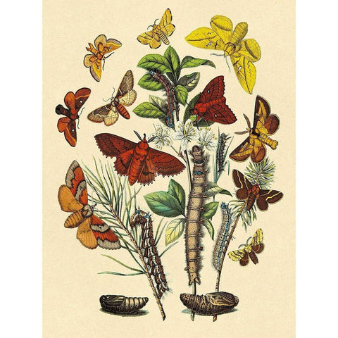 Moths: G. Quercifolia, L. Potatoria, et al. Black Modern Wood Framed Art Print by Kirby, W. F.