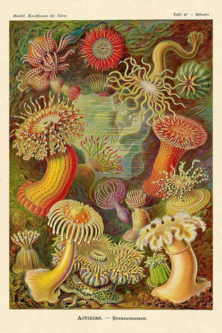 Haeckel Nature Illustrations: Actiniae Black Ornate Wood Framed Art Print with Double Matting by Haeckel, Ernst