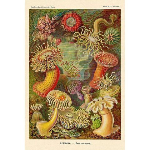 Haeckel Nature Illustrations: Actiniae Black Modern Wood Framed Art Print by Haeckel, Ernst