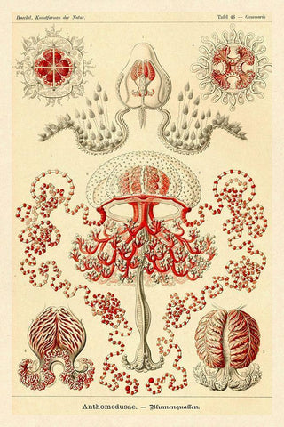 Haeckel Nature Illustrations: Anthomedusae Black Ornate Wood Framed Art Print with Double Matting by Haeckel, Ernst