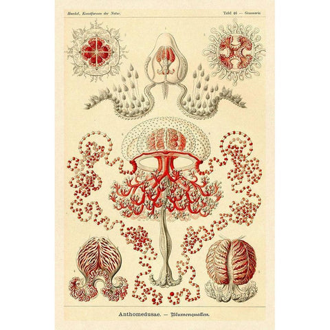 Haeckel Nature Illustrations: Anthomedusae Black Modern Wood Framed Art Print by Haeckel, Ernst