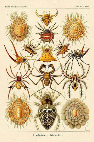 Haeckel Nature Illustrations: Spiders White Modern Wood Framed Art Print with Double Matting by Haeckel, Ernst