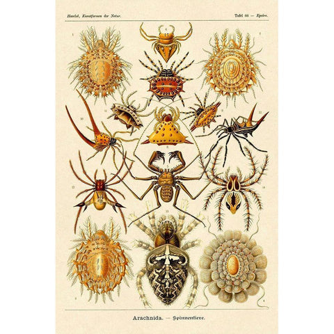 Haeckel Nature Illustrations: Spiders Black Modern Wood Framed Art Print by Haeckel, Ernst