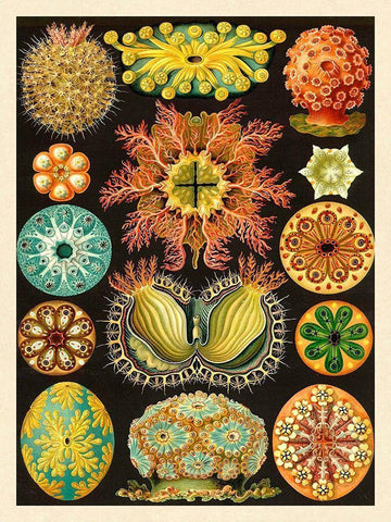 Haeckel Nature Illustrations: Ascidiae White Modern Wood Framed Art Print with Double Matting by Haeckel, Ernst