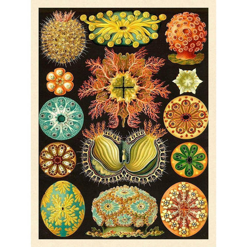 Haeckel Nature Illustrations: Ascidiae Black Modern Wood Framed Art Print by Haeckel, Ernst
