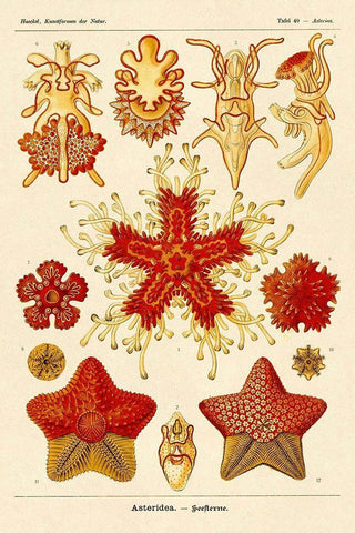 Haeckel Nature Illustrations: Starfish Black Ornate Wood Framed Art Print with Double Matting by Haeckel, Ernst