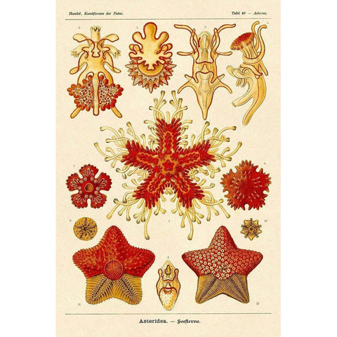 Haeckel Nature Illustrations: Starfish Gold Ornate Wood Framed Art Print with Double Matting by Haeckel, Ernst